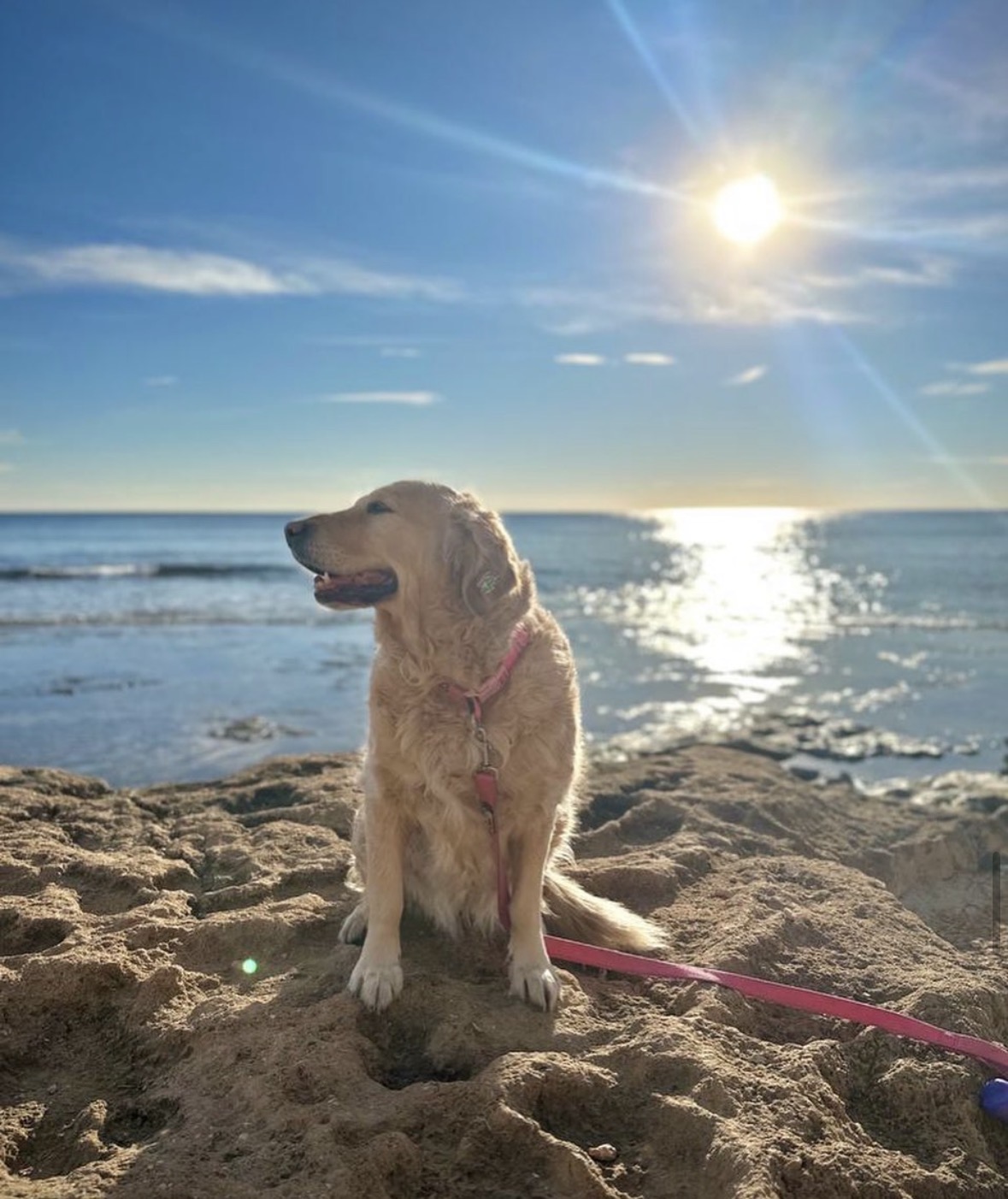 Perro en DogSitters 2