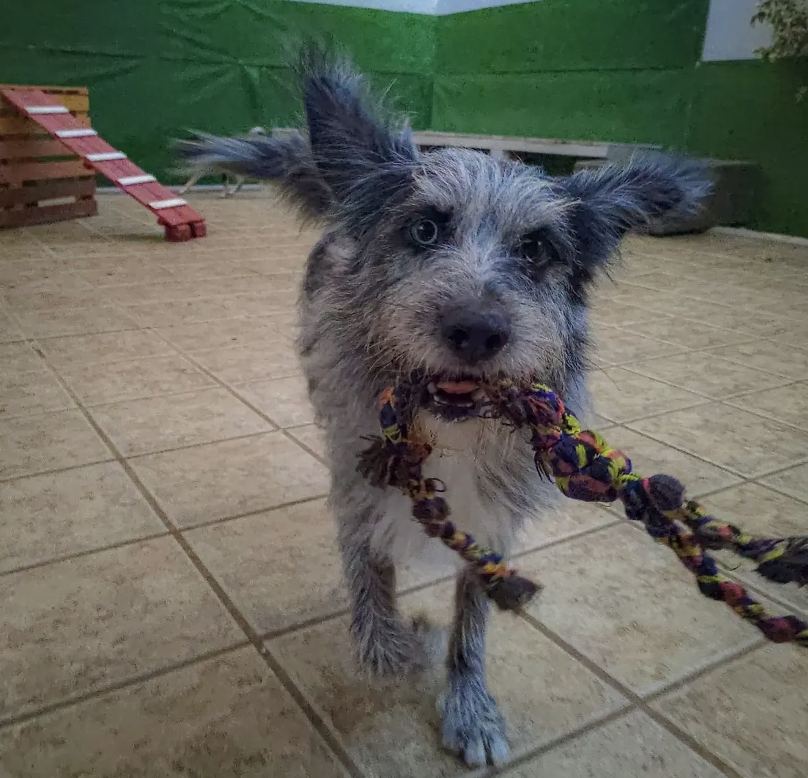 Perro en DogSitters 3