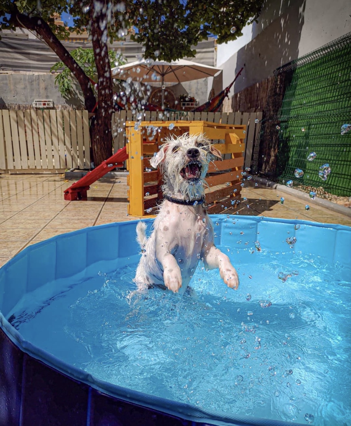 Perro en DogSitters 4