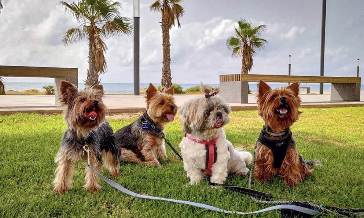 Perro en DogSitters 5
