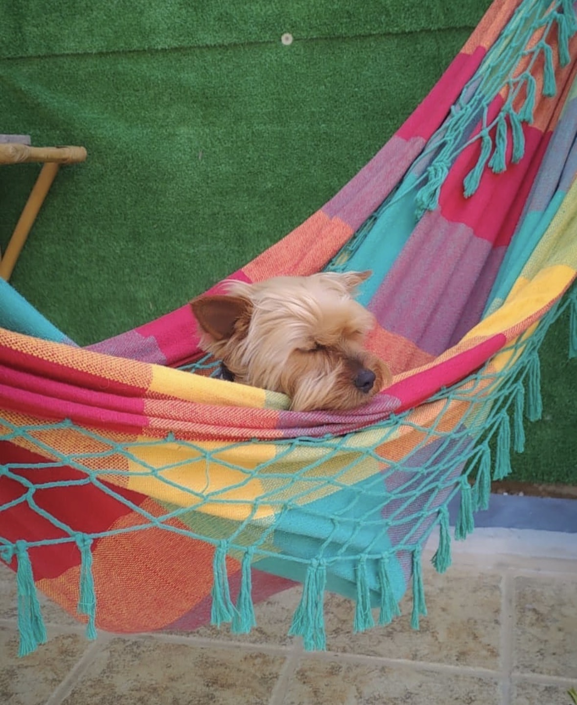 Perro en DogSitters 6