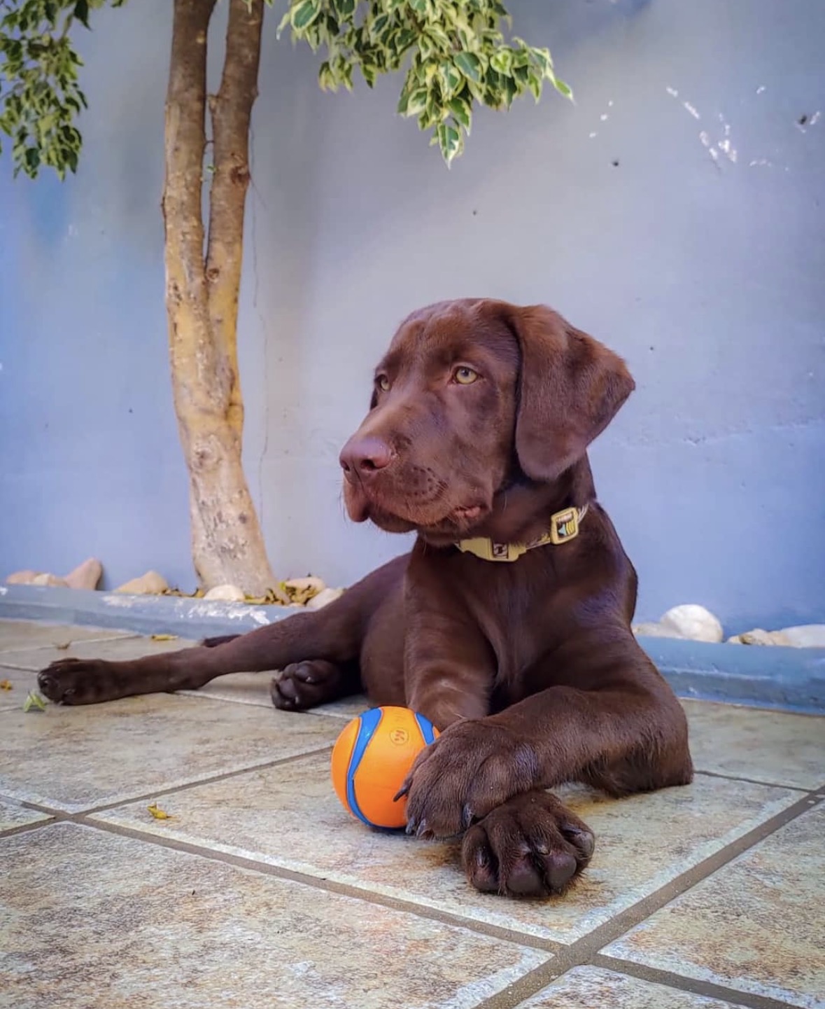 Perro en DogSitters 7